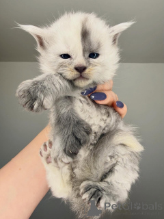 Zdjęcie №3. Gotowe do odbioru/wysyłki. Urodzony, aby się wyróżniać.. Finlandia