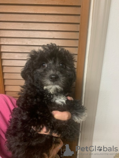 Zdjęcie №3. Schönheiten Shihpoo's. Niemcy