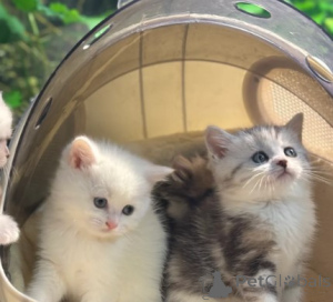 Zdjęcie №2 do zapowiedźy № 161181 na sprzedaż  munchkin - wkupić się Niemcy hodowca