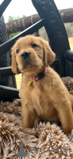 Zdjęcie №3. Golden Retriever Welpen Zur Adoption Verfügbar. Niemcy