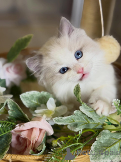 Zdjęcie №3. Sprzedam kocięta Premium Ragdoll, miękkie, słodkie i pełne uroku. Niemcy