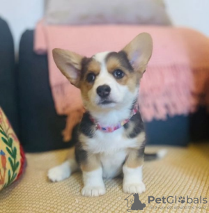 Zdjęcie №1. welsh corgi - na sprzedaż w Atlanta | 1188zł | Zapowiedź №107203