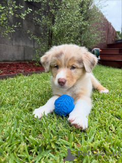 Zdjęcie №2 do zapowiedźy № 159493 na sprzedaż  owczarek australijski - wkupić się Niemcy hodowca