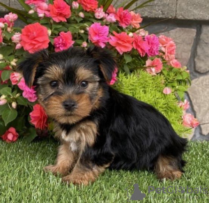 Zdjęcie №2 do zapowiedźy № 115291 na sprzedaż  yorkshire terrier - wkupić się USA 