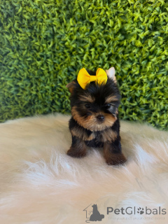 Zdjęcie №3. Uroczy szczeniak Yorkshire Terrier Słodki, zabawny i gotowy na kochający dom!. Republika Czeska