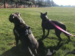 Zdjęcie №4. Sprzedam staffordshire bull terrier w Yding. prywatne ogłoszenie, hodowca - cena - 5979zł