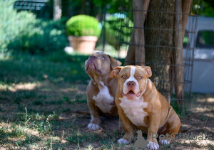 Dodatkowe zdjęcia: American Bully szczenięta na sprzedaż