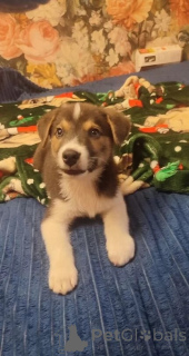 Zdjęcie №1. pies nierasowy - na sprzedaż w Rzeka Moskwa | Bezpłatny | Zapowiedź №153727