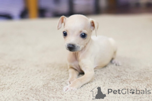 Zdjęcie №3. Dean Janet Kay Puppies House. USA