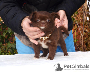 Zdjęcie №1. chihuahua (rasa psów) - na sprzedaż w Petersburg | Bezpłatny | Zapowiedź №13871