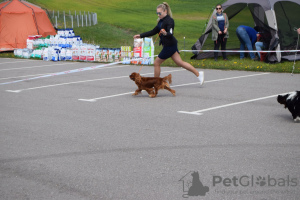 Zdjęcie №3. Obsługa przeładunkowa w Grodnie w Białoruś