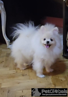 Zdjęcie №2 do zapowiedźy № 134063 na sprzedaż  szpic miniaturowy - wkupić się Serbia hodowca