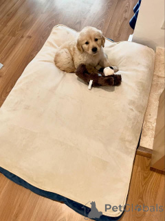Zdjęcie №2 do zapowiedźy № 171697 na sprzedaż  golden retriever - wkupić się Austria prywatne ogłoszenie