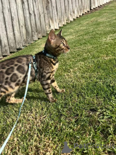 Zdjęcie №1. kot bengalski - na sprzedaż w Umeå | 3588zł | Zapowiedź № 153217