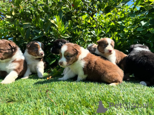 Zdjęcie №1. australian cattle dog - na sprzedaż w Pleśń | negocjowane | Zapowiedź №160850