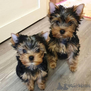 Zdjęcie №1. yorkshire terrier - na sprzedaż w Bazylea | negocjowane | Zapowiedź №158341