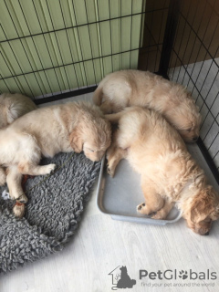 Zdjęcie №3. Szczenięta Golden Retriever są teraz dostępne z dostawą do domu. Holandia