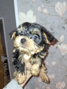 Zdjęcie №3. Urocze szczenięta Yorkshire Terrier. Łotwa