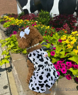 Zdjęcie №4. Sprzedam pudel (royal) w Alice Springs. hodowca - cena - 1525zł