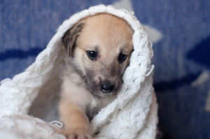 Zdjęcie №1. pies nierasowy - na sprzedaż w Mińsk | Bezpłatny | Zapowiedź №3516