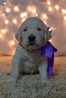 Dodatkowe zdjęcia: Szczenięta Golden Retrievera