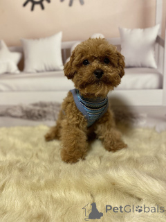 Zdjęcie №4. Sprzedam pies nierasowy w Berlin. prywatne ogłoszenie, hodowca - cena - 5740zł