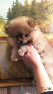 Zdjęcie №2 do zapowiedźy № 27154 na sprzedaż   - wkupić się Białoruś prywatne ogłoszenie