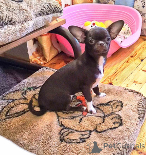 Zdjęcie №2 do zapowiedźy № 166046 na sprzedaż  chihuahua (rasa psów) - wkupić się Białoruś prywatne ogłoszenie