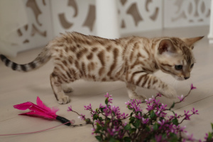 Zdjęcie №3. Kot bengalski. Federacja Rosyjska