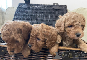 Zdjęcie №1. cavalier king charles spaniel - na sprzedaż w Berlin | 1770zł | Zapowiedź №148559