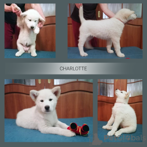 Zdjęcie №2 do zapowiedźy № 20396 na sprzedaż  alaskan malamute - wkupić się Polska od żłobka