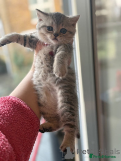 Zdjęcie №2 do zapowiedźy № 135819 na sprzedaż  burmilla krótkowłosy - wkupić się Belgia prywatne ogłoszenie