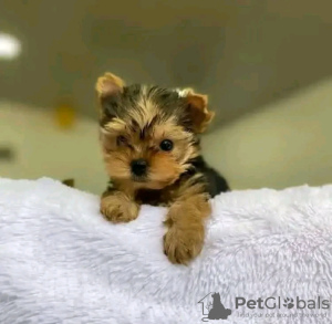 Zdjęcie №1. yorkshire terrier - na sprzedaż w Ohio City | Bezpłatny | Zapowiedź №123114