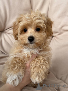 Zdjęcie №4. Sprzedam  w Berlin. hodowca - cena - 7175zł