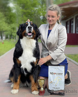 Zdjęcie №1. berneński pies pasterski - na sprzedaż w Mogilow | 2292zł | Zapowiedź №11441