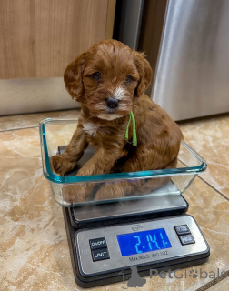 Zdjęcie №1. labradoodle - na sprzedaż w Grevenmacher | negocjowane | Zapowiedź №178074