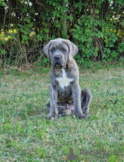 Zdjęcie №2 do zapowiedźy № 106781 na sprzedaż  cane corso - wkupić się Polska hodowca