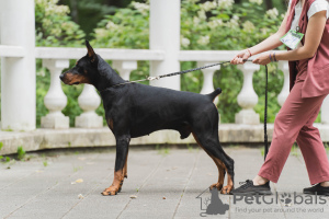 Zdjęcie №2. Usługi krycia doberman. Cena - negocjowane