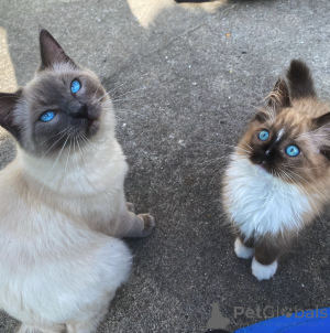 Zdjęcie №2 do zapowiedźy № 165690 na sprzedaż  ragdoll - wkupić się Niemcy prywatne ogłoszenie, hodowca