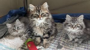 Zdjęcie №1. kot syberyjski - na sprzedaż w Helsinki | 2774zł | Zapowiedź № 164058