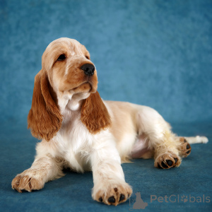 Zdjęcie №1. cocker spaniel angielski - na sprzedaż w Petersburg | 3352zł | Zapowiedź №138655