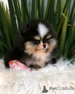 Zdjęcie №2 do zapowiedźy № 139082 na sprzedaż  szpic miniaturowy - wkupić się Niemcy prywatne ogłoszenie, hodowca