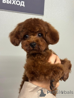 Zdjęcie №4. Sprzedam pudel (krasnolud) w Krasnodar.  - cena - 14438zł