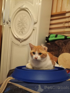 Zdjęcie №2 do zapowiedźy № 162994 na sprzedaż   - wkupić się Federacja Rosyjska prywatne ogłoszenie