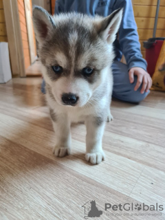 Zdjęcie №3. syberyjski husky. Estonia