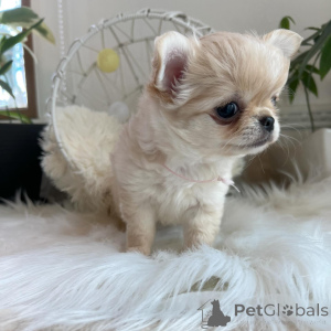 Zdjęcie №2 do zapowiedźy № 151222 na sprzedaż  chihuahua (rasa psów) - wkupić się Niemcy prywatne ogłoszenie