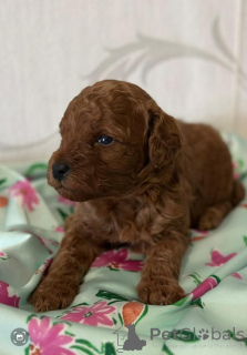 Zdjęcie №3. Pudel, czerwone szczenięta. Serbia