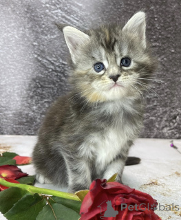 Zdjęcie №2 do zapowiedźy № 163327 na sprzedaż  maine coon - wkupić się Niemcy 