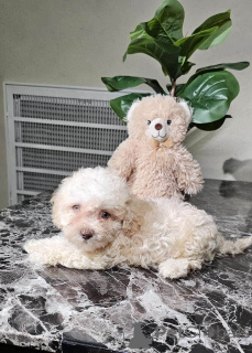 Zdjęcie №1. maltipu - na sprzedaż w Berlin | 4305zł | Zapowiedź №149834