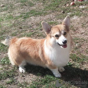 Dodatkowe zdjęcia: Corgi Welsh Pembroke